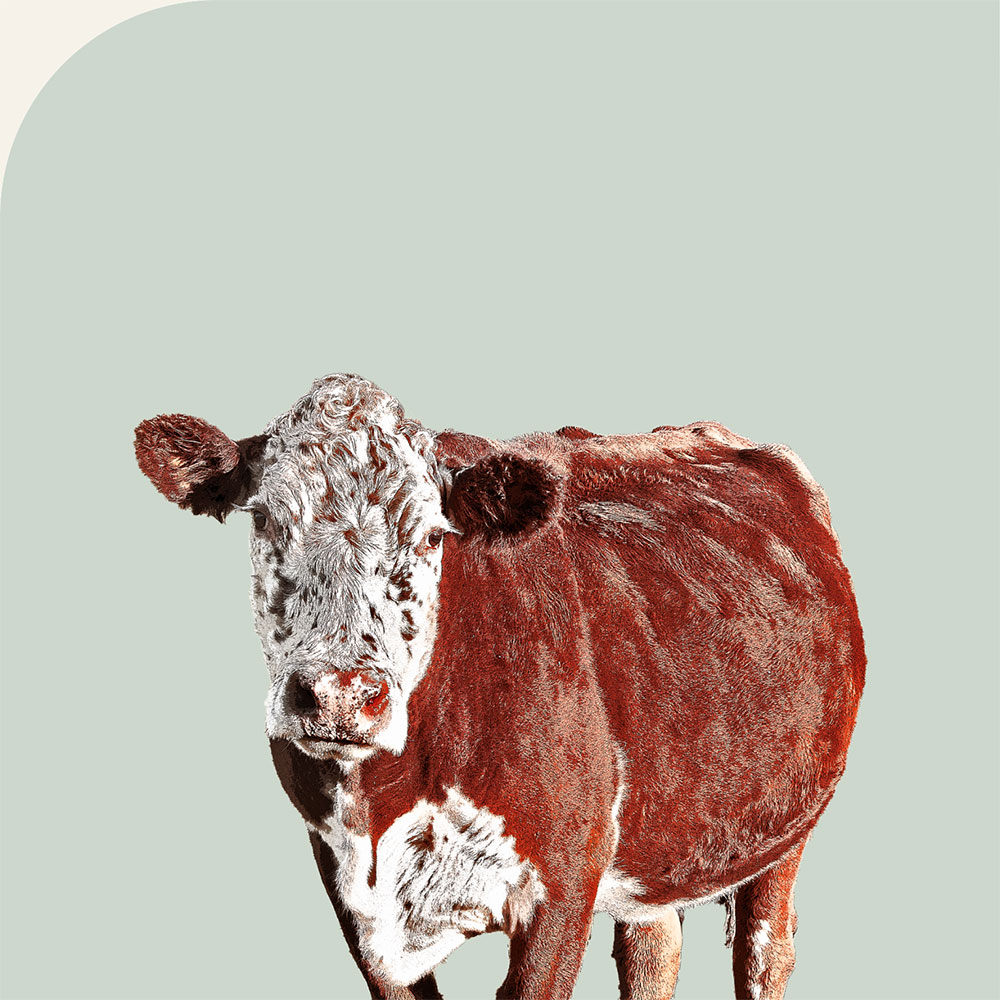 painting of a redish cow looking straight at you