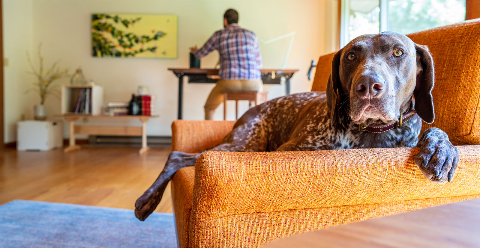 hound dog in chair staring at camera