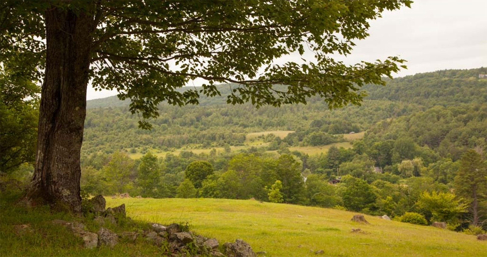 beautiful field with a tree in summer