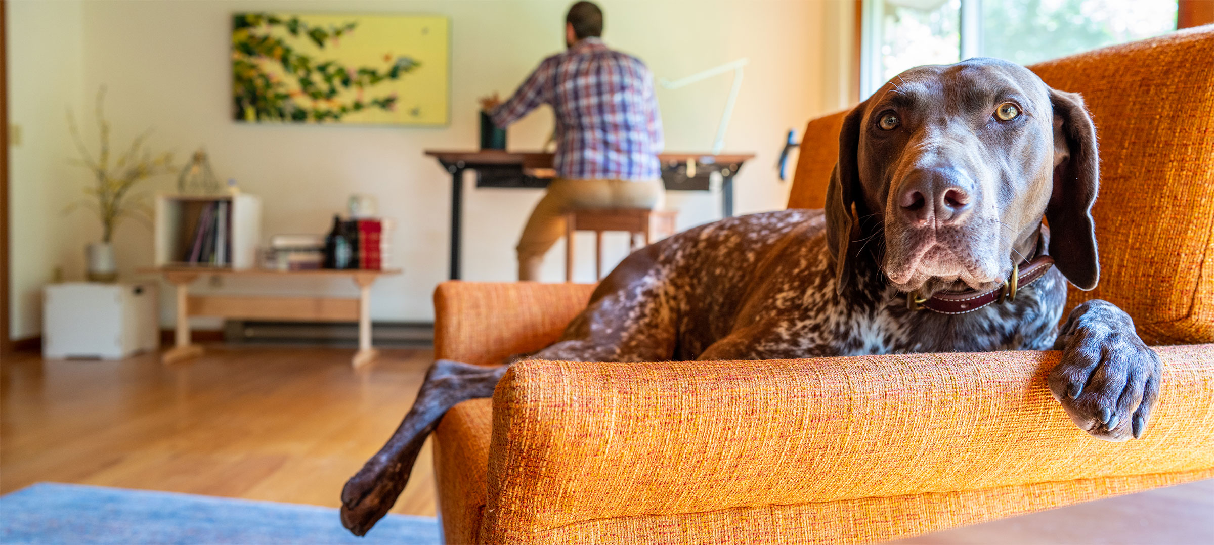 a modern livingroom with a hound dog staring at you while in an orange chair