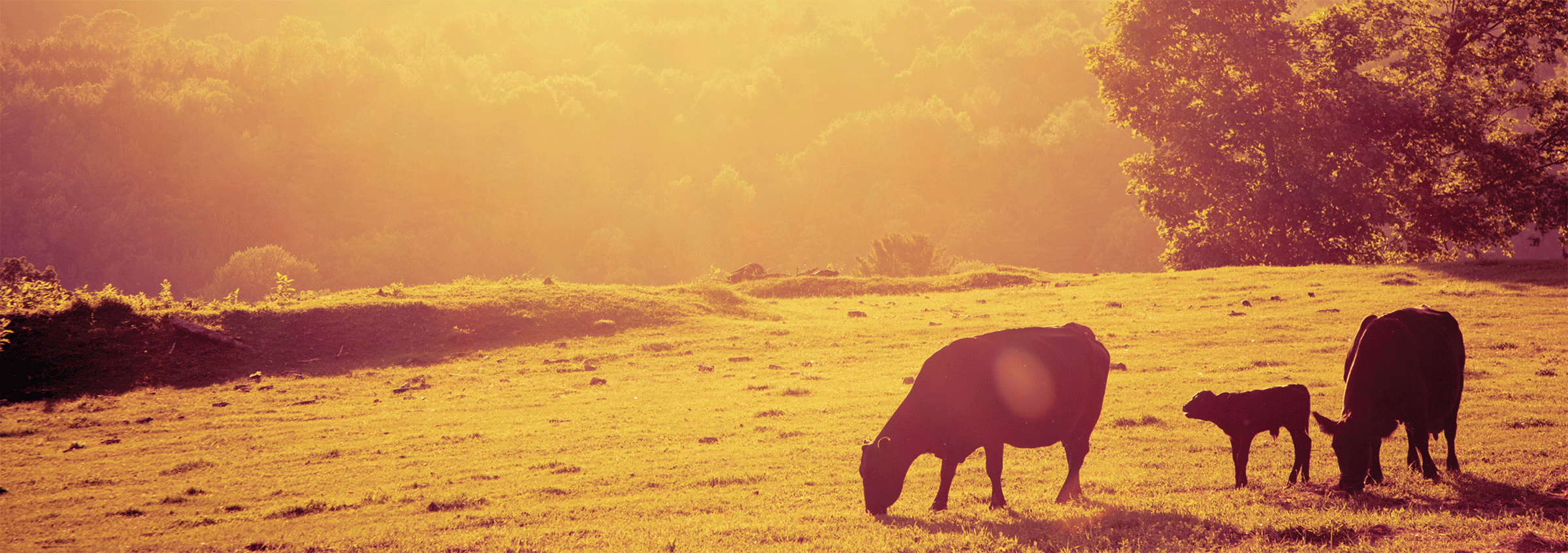 cows grazing in a yellow fall sunset