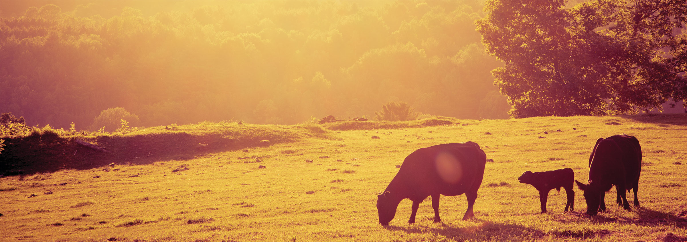 sunset with cows