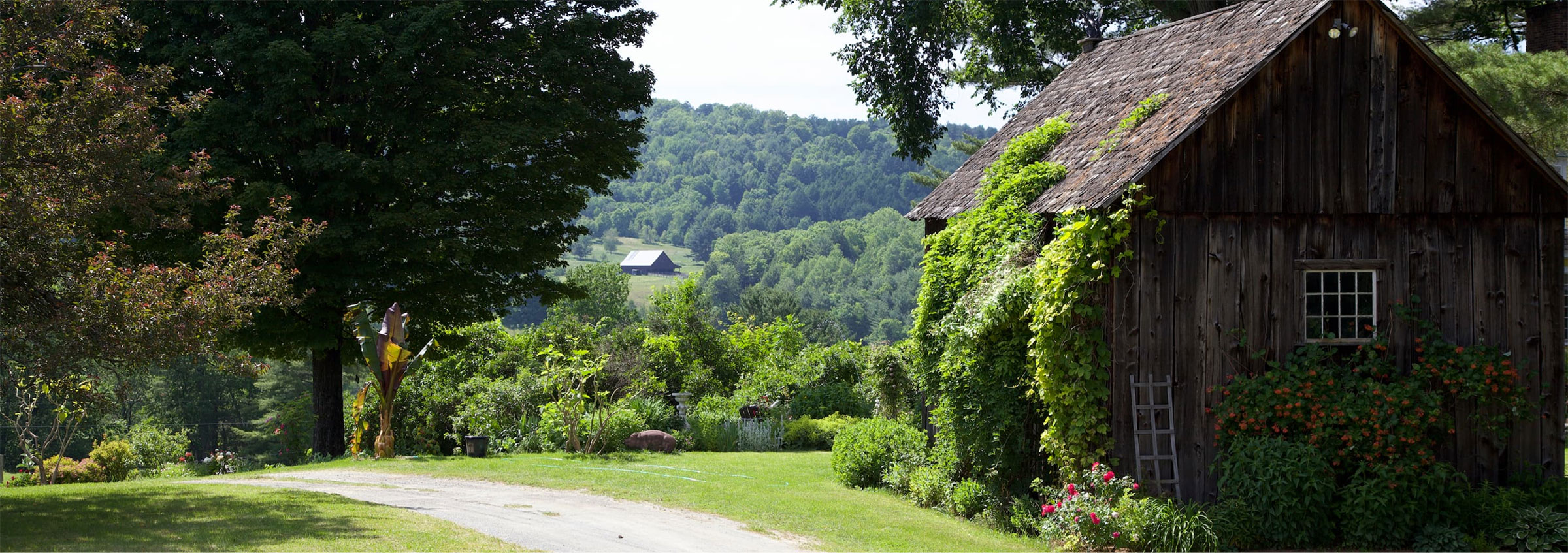 a summer landscape with ivy covered barn