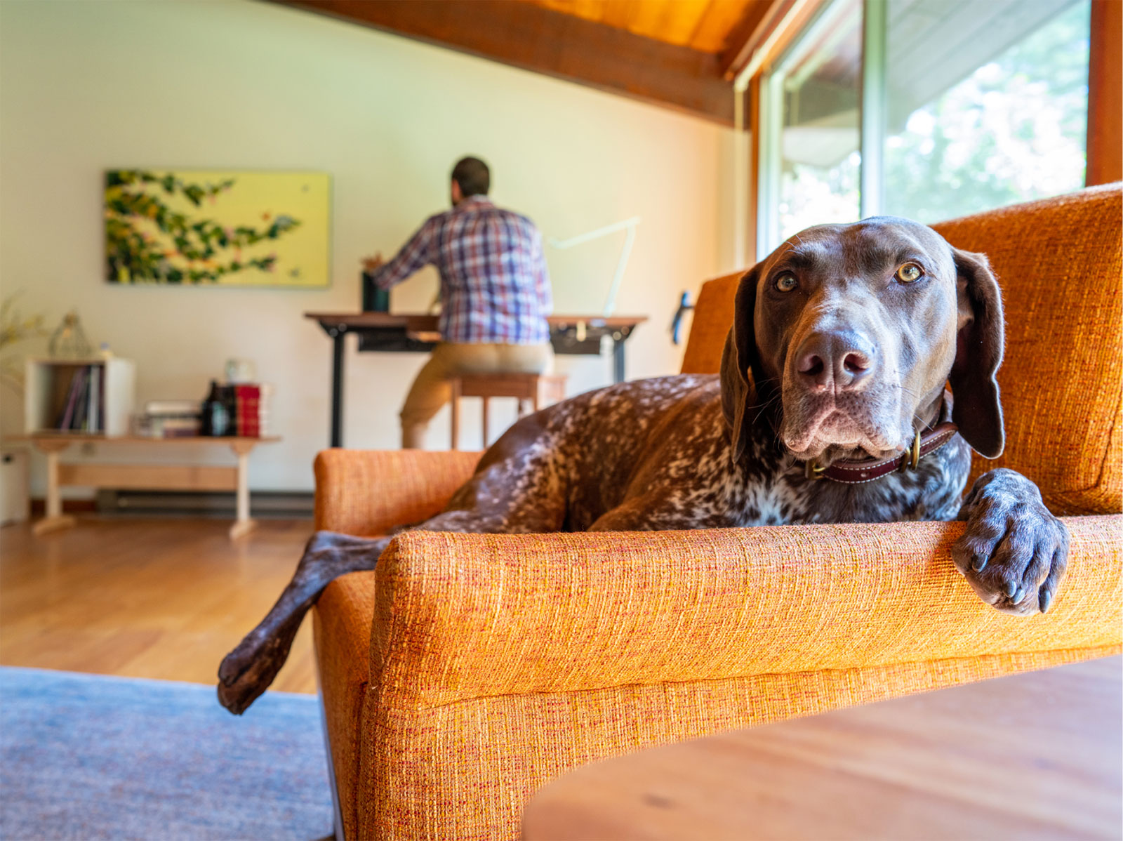 man in background working at desk, foreground is hound dog very comfortable in an orange lounge chair