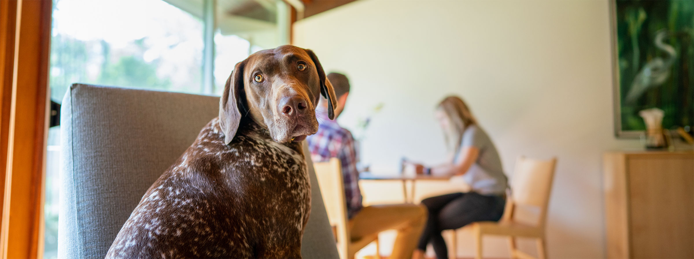 hound dog looking at camera with people sitting in background