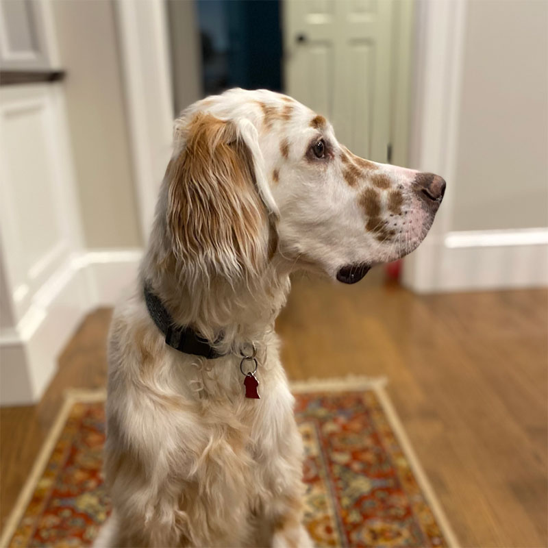 proud white and brown spotted dog