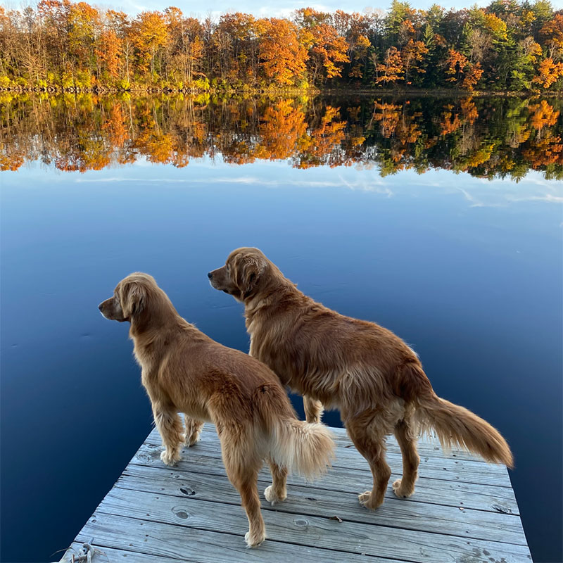 2 golden retrievers on a dock