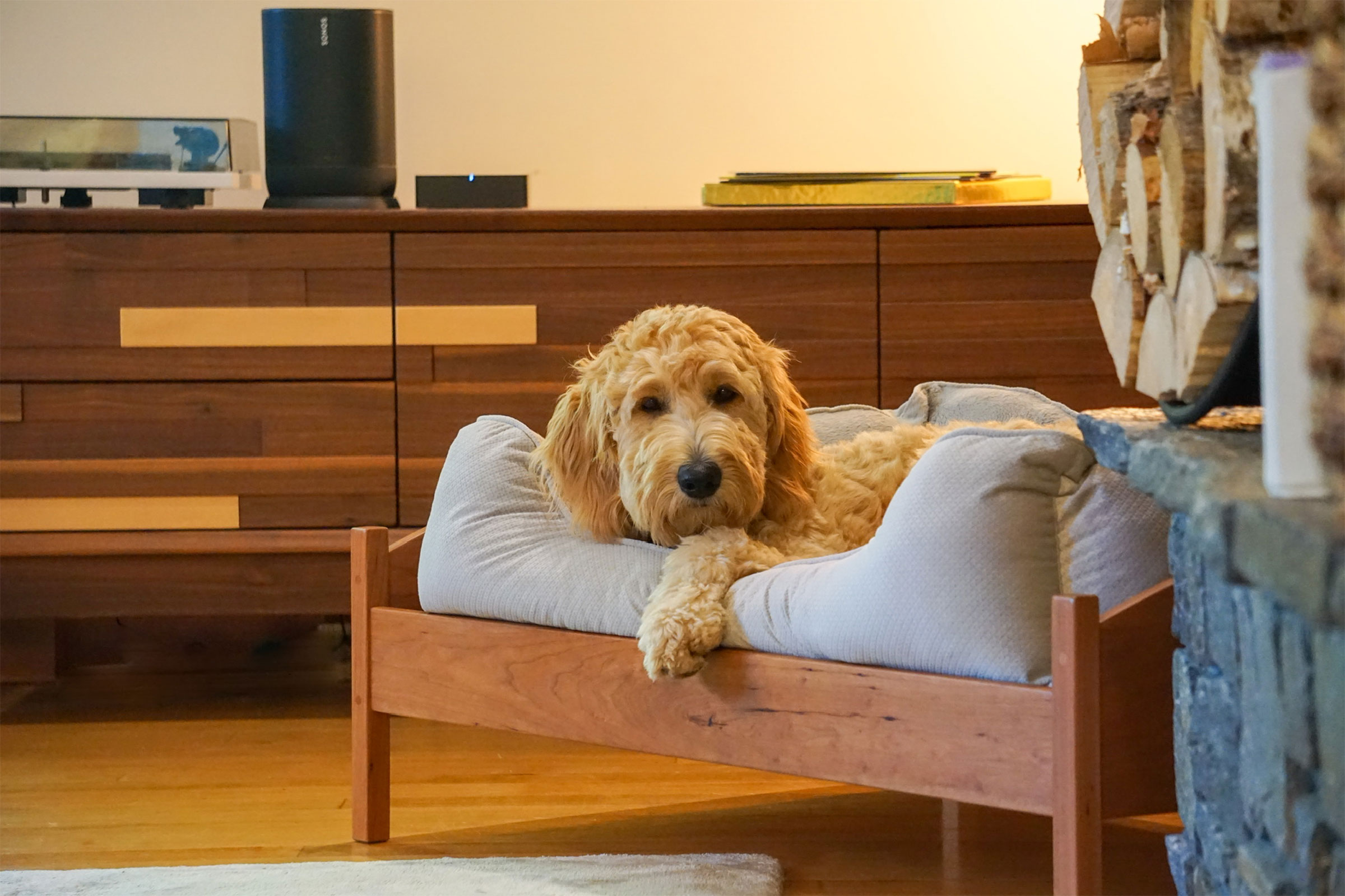 cute dog in little bed with paw hanging over looking at camera