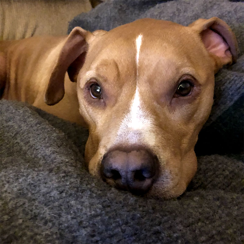 brown dog with white stripe down face